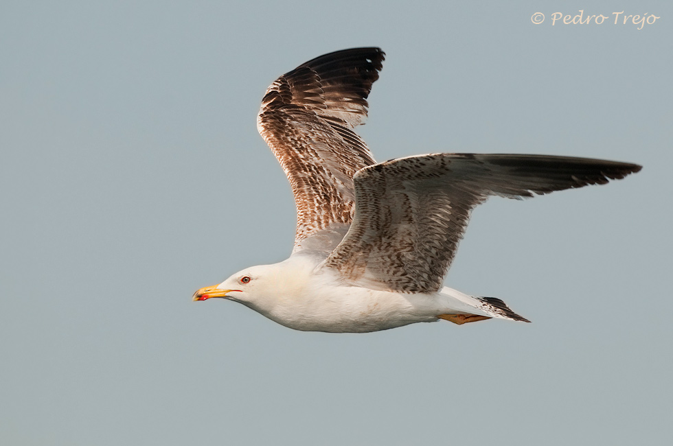 Gaviota patiamarilla (Larus cachinnans)